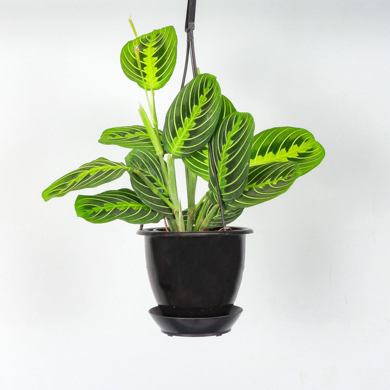 Live Lemon Lime Prayer Plant in Hanging Pot