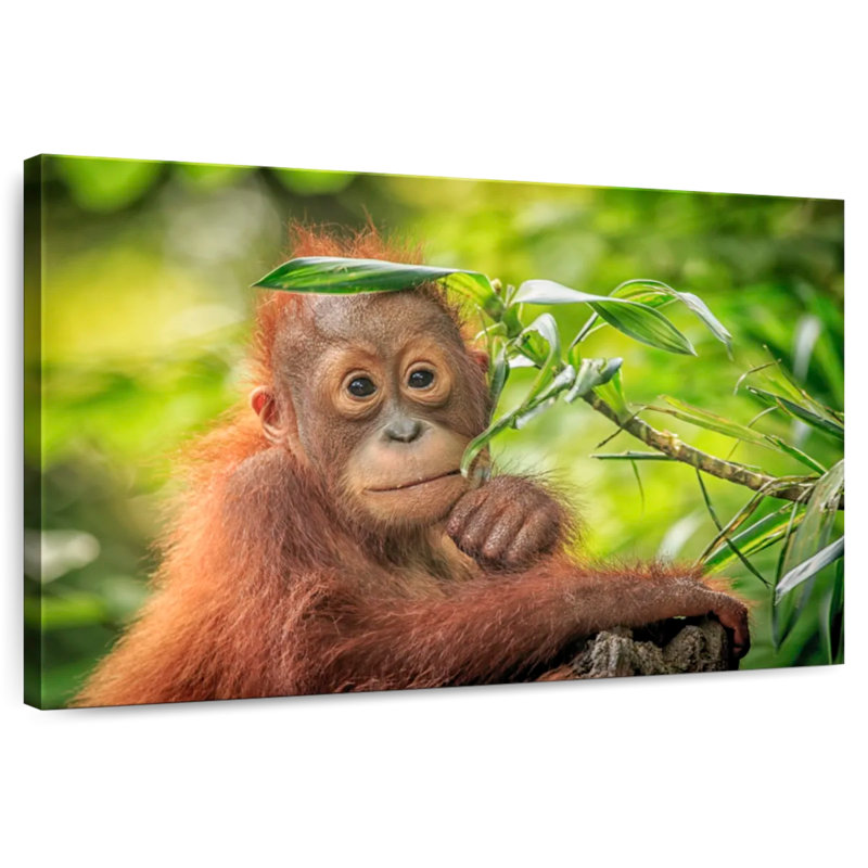 Leaf Munching Orangutan, 30" H x 45" W