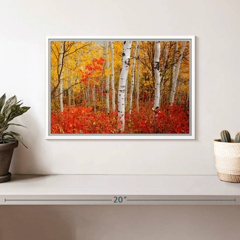 Bouleaux d'automne, Cadre flottant blanc, 13 po x 9 po