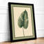 Leaf Study Botanical - Framed Print-488104513-488104519
