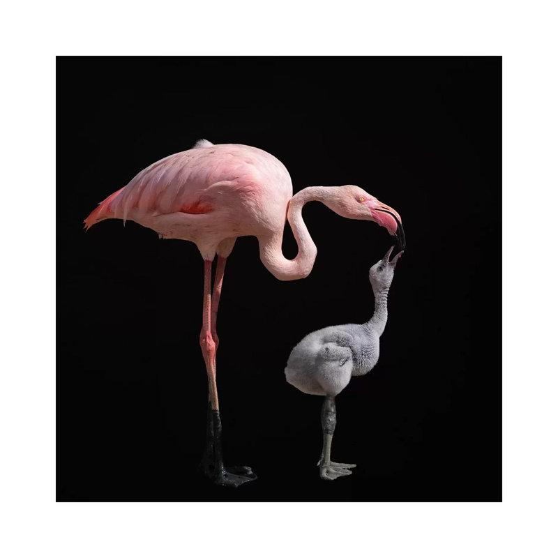 Become Pink by Mathilde Guillemot - Wrapped Canvas Painting, 66.04 cm H x 66.04 cm W x 1.91 cm D