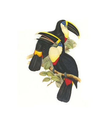 " Yellow Ridged Toucan " by John Gould