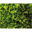 Plants & Flowers Plastic Garden Statue