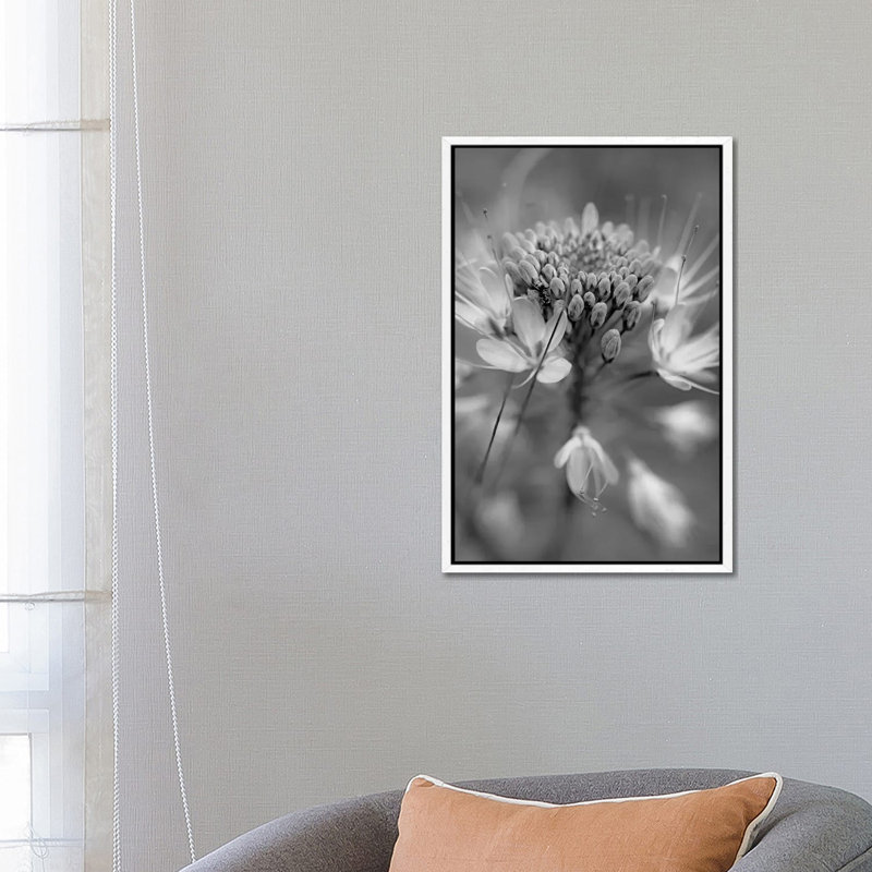 Rocky Mountain Bee Plant flower, Great Sand Dunes National Monument, Colorado 1 Piece Wall Art on Canvas, White Framed