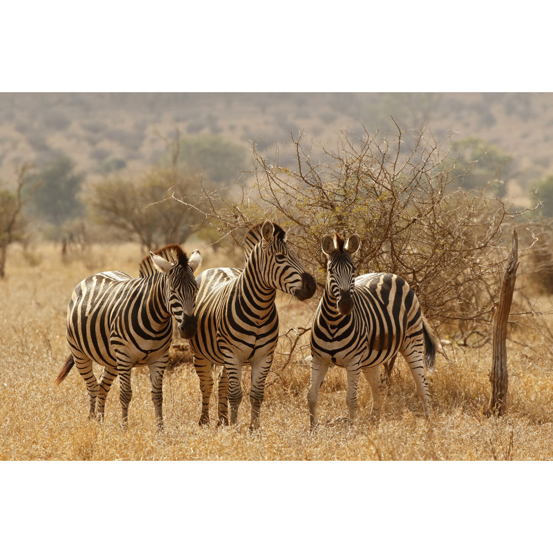 African Wildlife Safari by Jacobeukman - Wrapped Canvas Photograph