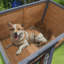 45"Large Solid Wood Dog House, Waterproof PVC Plastic Roof, Breathable Wooden Doors