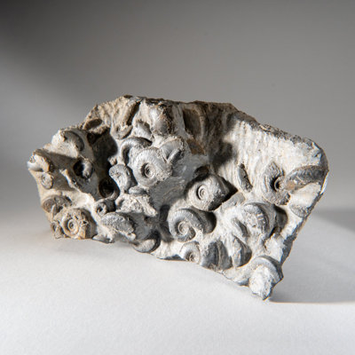 Genuine Natural Fossilized Ammonite Cluster (2 Lbs)