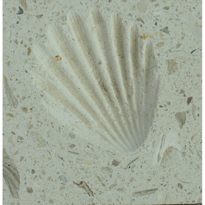 6'' x 6'' Compressed Stone Decorative Accent Tile