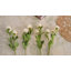 Fleurs de rose bouton d'or persan Audet-100696656