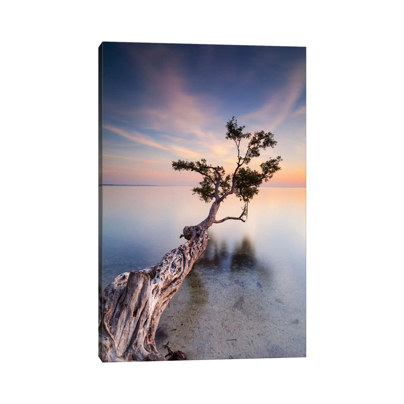 Water Tree X by Moises Levy - Wrapped Canvas Print, 20.32 cm H x 30.48 cm W