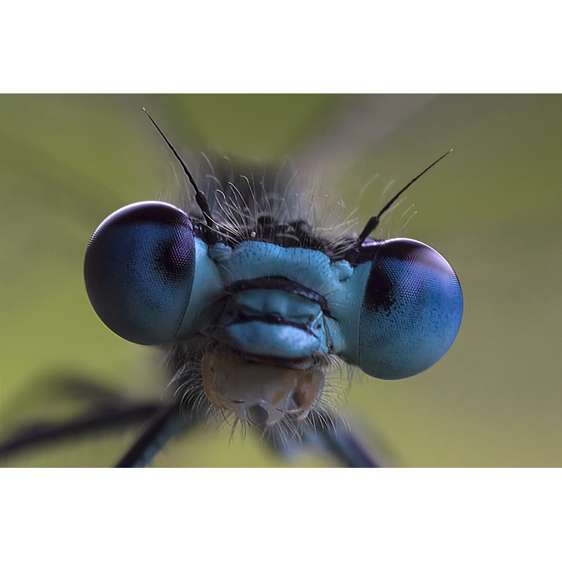 Dragonfly by DieterMeyrl - No Frame Art Prints on Canvas, 30cm H x 46cm W