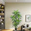 Annetraud 150cm Plant