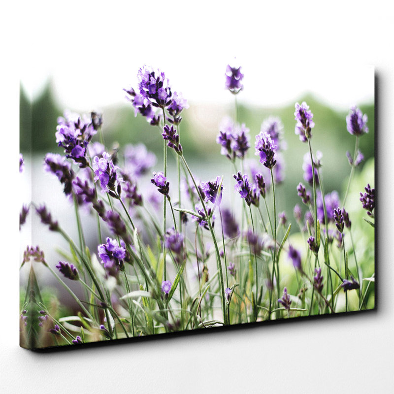 Wrapped Canvas Print, 35cm H x 50cm W