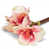 Rose sélectionné