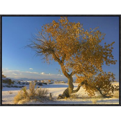 Fremont Cottonwood Tree Single Tree in Desert, Sands National Monument, Chihuahuan Desert New Mexico by Tim Fitzharris Framed Photographic Print on Ca -  Global Gallery, GCF-397179-1824-175