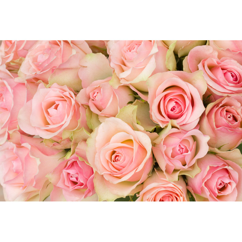 Bouquet de roses roses, H 24 po x l 36 po
