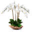 White Orchid In Wood Bowl