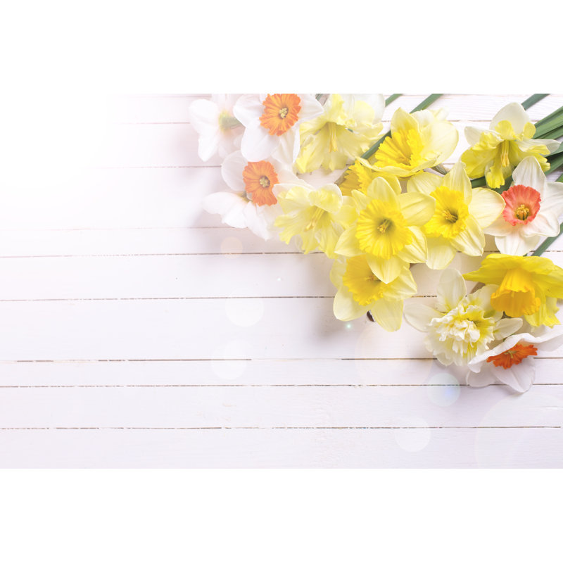 Daffodils Flowers by Daffodilred - Wrapped Canvas Print, 30cm H x 46cm W