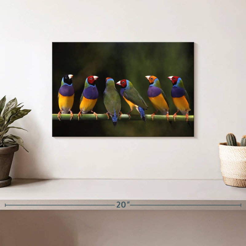 Gouldian Finch I, H 8 po x l 12 po