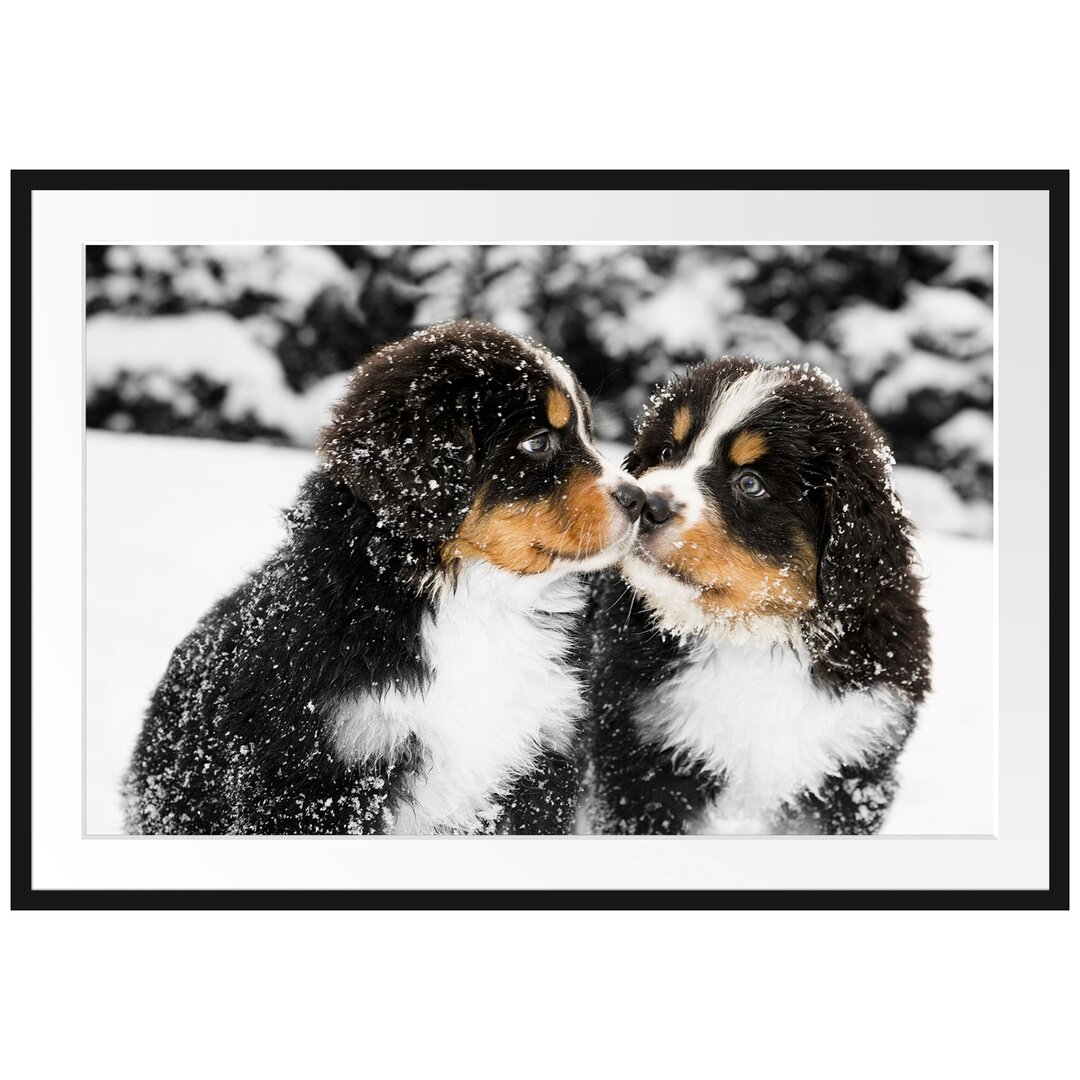 Gerahmtes Poster Bernersennenhunde im Schnee