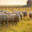 Clôture de ferme galvanisée avancée et sécurisée-123115966