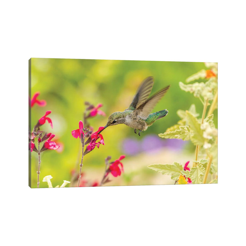 USA, Arizona, Desert Botanic Garden. Feeding hummingbird. 1 Piece Wrapped Canvas Wall Art