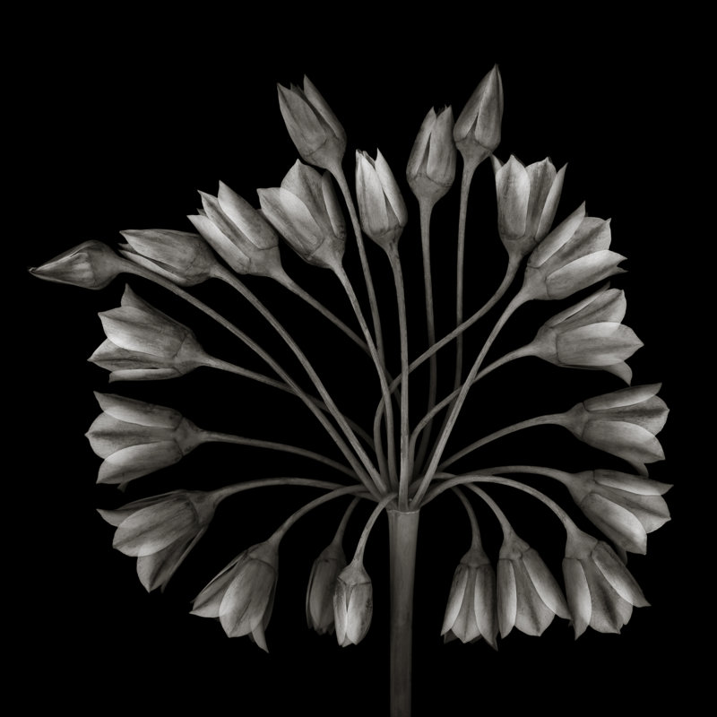 Allium Bulgaricum Flower Head by OGphoto - Wrapped Canvas Print, 122cm H x 122cm W