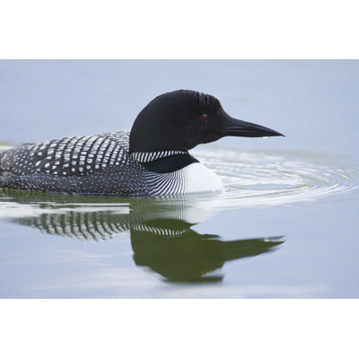 " A Common Loon "