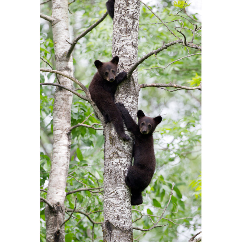 Black Bear Cubs par Rpbirdman, H 18 po x l 12 po
