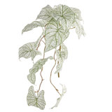CALADIUM SPILLER STEM