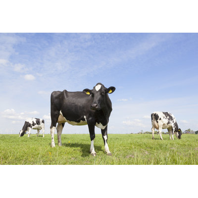 Cows In Dutch Meadow by Ahavelaar - Wrapped Canvas Print