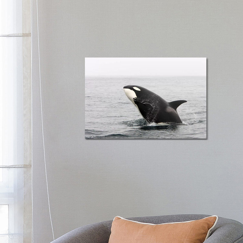 A Transient Killer Whale Breaching, Monterey Bay, California by VWPics - Wrapped Canvas Print
