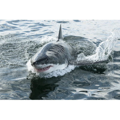 Great White Shark - Wrapped Canvas Print