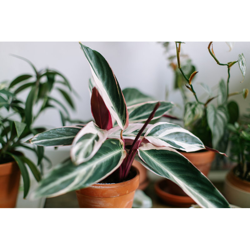 Plante d'intérieur d'intérieur par Timnewman, H 12 po x l 18 po