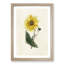 Illustration of a Yellow Sunflower - Picture Frame Painting Print-55579640-55579641