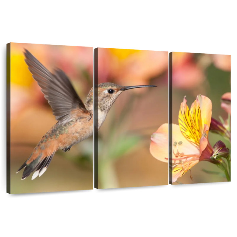 Colibri charmant de Brampt, H 42 po x l 65 po