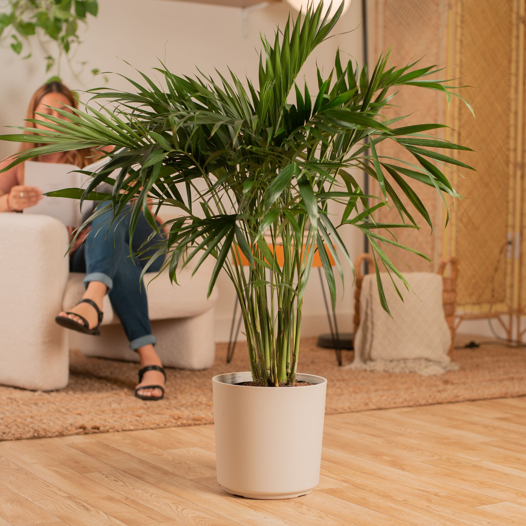 Cat Palm Live Plant - Thumbnail 3