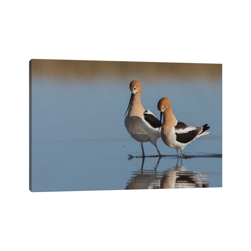 American Avocet Pair Courtship by Ken Archer - Wrapped Canvas Print, 66.04 cm H x 45.72 cm W x 3.175 cm D