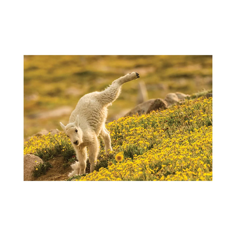 USA, Colorado, Mt. Evans. Mountain Goat Kid Playing. by Jaynes Gallery - Wrapped Canvas Gallery-Wrapped Canvas Giclée