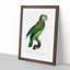 Turquoise-Fronted Amazon Parrot by F. Levaillant - Framed Print-55615257-55615258