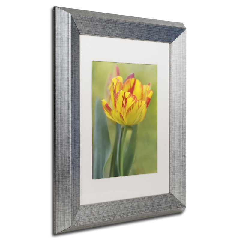 " Rembrandt Tulip ", 14" H x 11" W x 0.5" D, Black