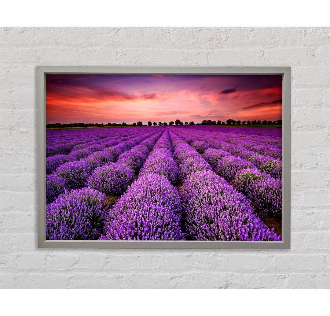 Gerahmtes Leinwandbild Lavender Fields