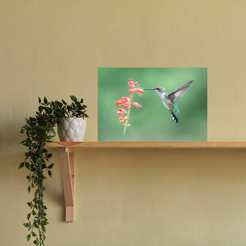 Hummingbird Nectar Sip Delicate Vibrant Hummingbird Bird Flower Nature Wall Art Print by Atul Saluja - Print