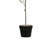 29"H Faux Thyme Topiary in Pot