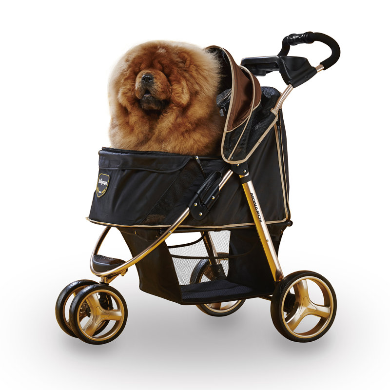 Jogger Monarch Premium - or luxueux