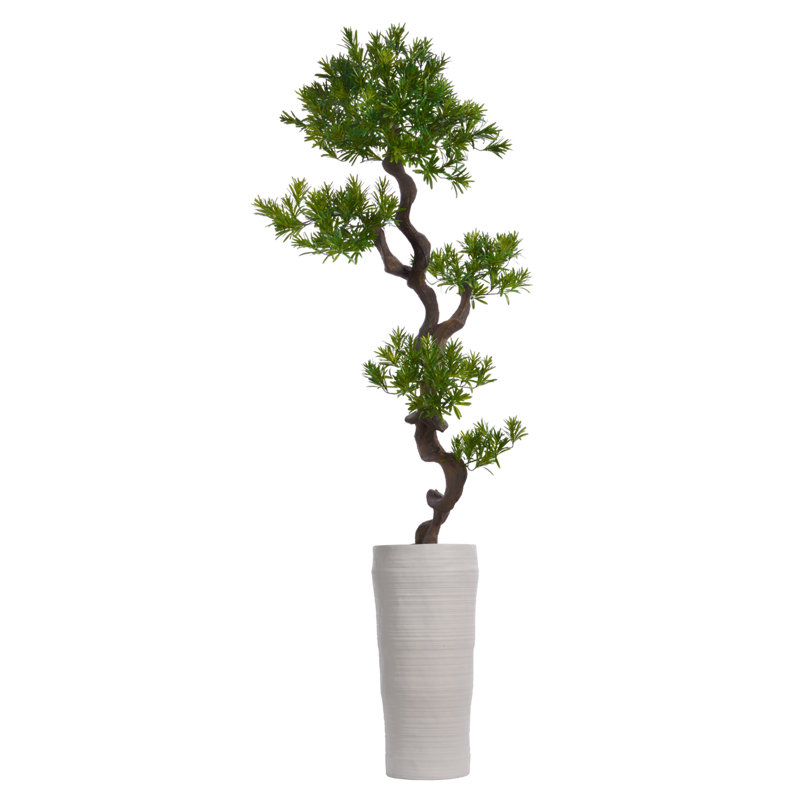 Panama Floor Yacca Tree in Planter