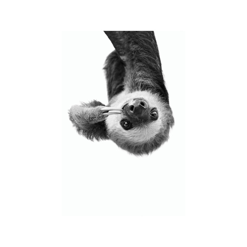 Sloth - Wrapped Canvas Print, 66.04 cm H x 45.72 cm W x 3.175 cm D