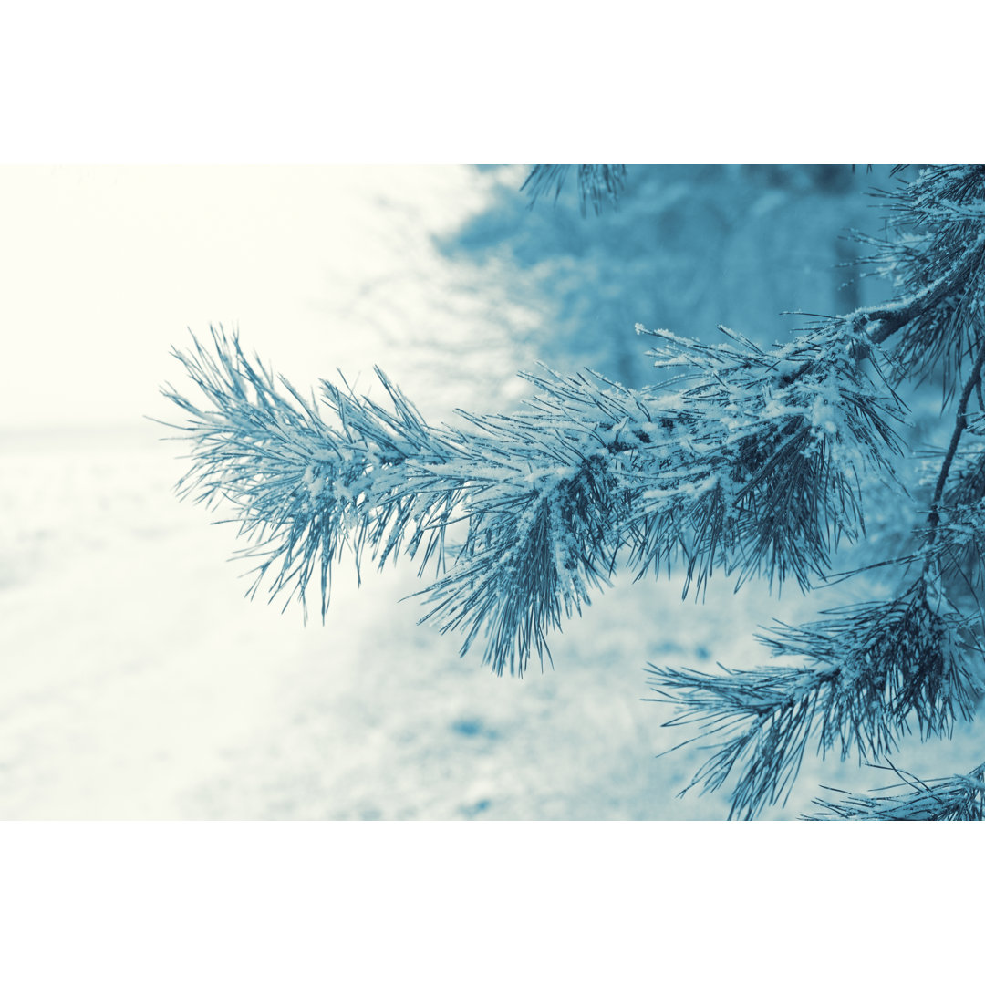 Pine Branch With Snow by Vvvita - Wrapped Canvas Print