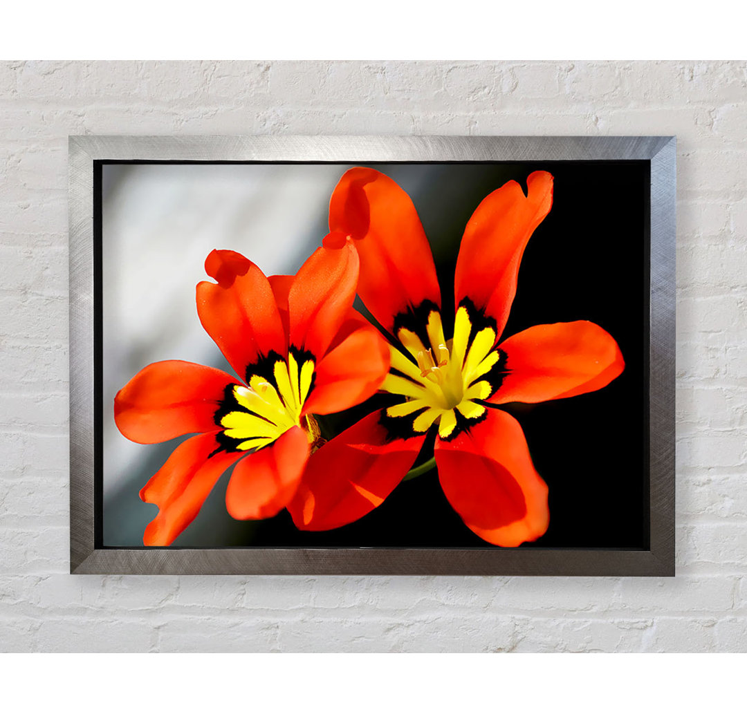 Orange Petaled Beauties - Einzelne Bilderrahmen Kunstdrucke