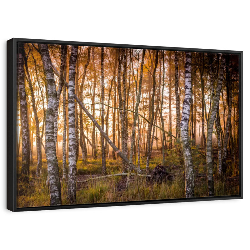 Forêt de bouleaux sombre, Cadre flottant noir, 31 po x 21 po